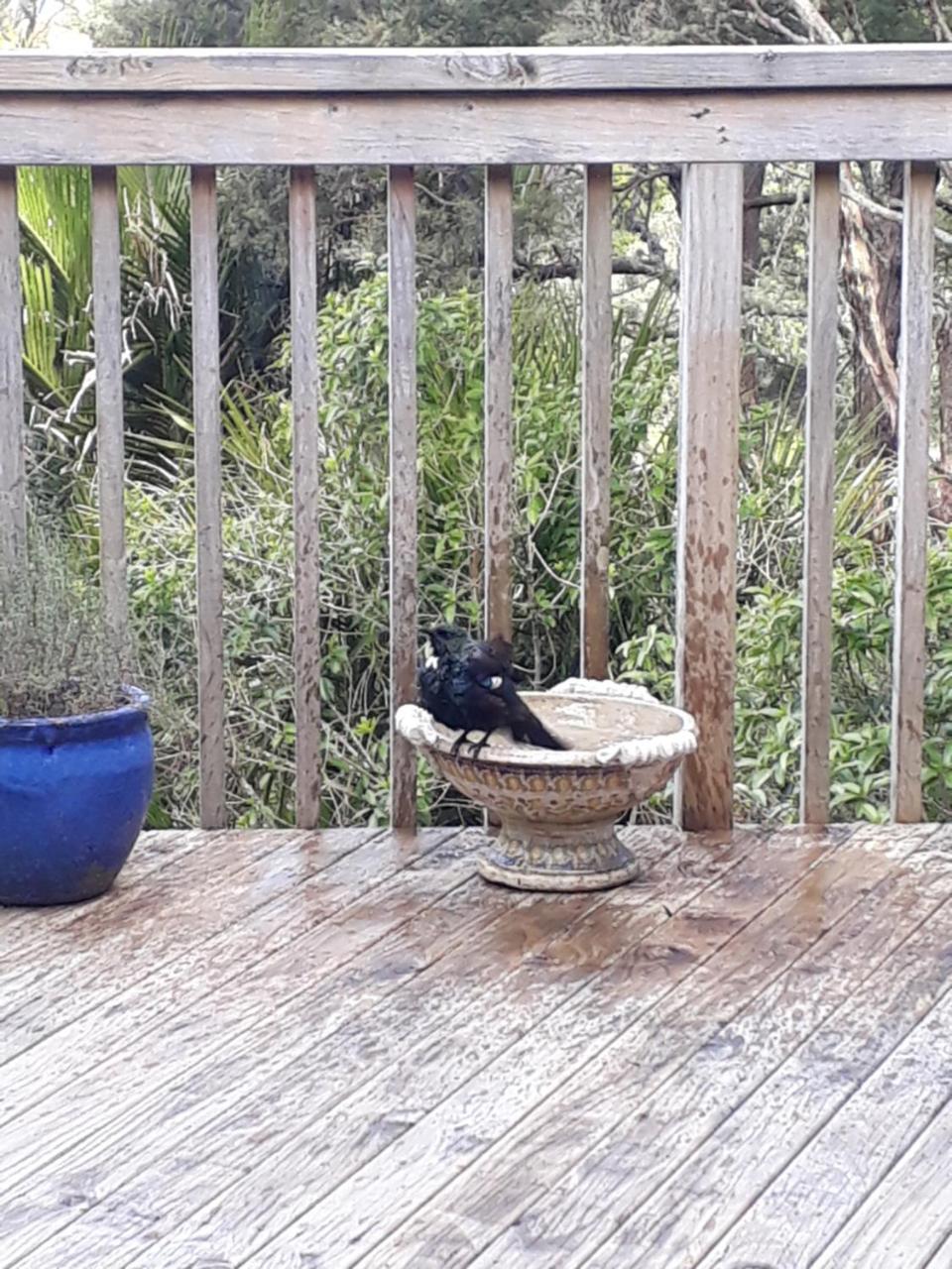 Tastebuds Bed N Breakfast Auckland Eksteriør bilde